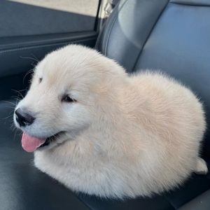 Meet your Posher, Orion